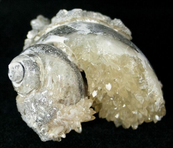 Fossil Whelk With Golden Calcite Crystals & Vertebra - #14706